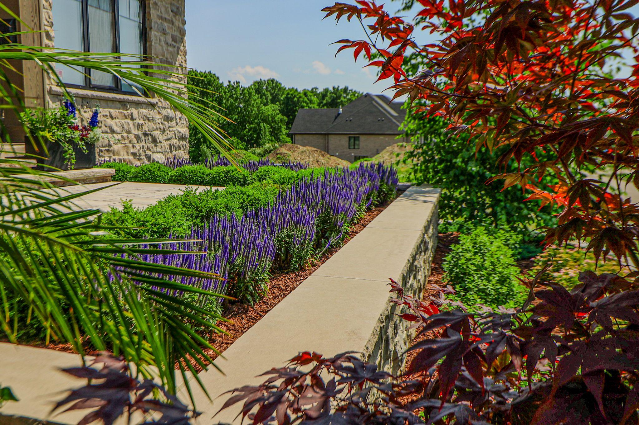 Purple garden flowers near a house with a Japanese maple in the foreground.