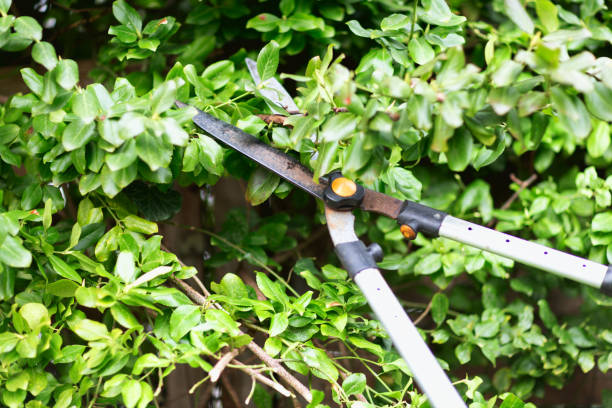 A close-up of garden shears trimming a green bush, focusing on detailed leaves and branches, highlighting outdoor gardening activity in progress.